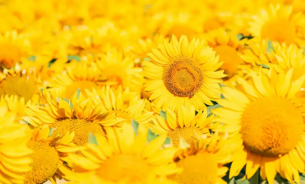 Доступные направления на автомагистралях Венгрии