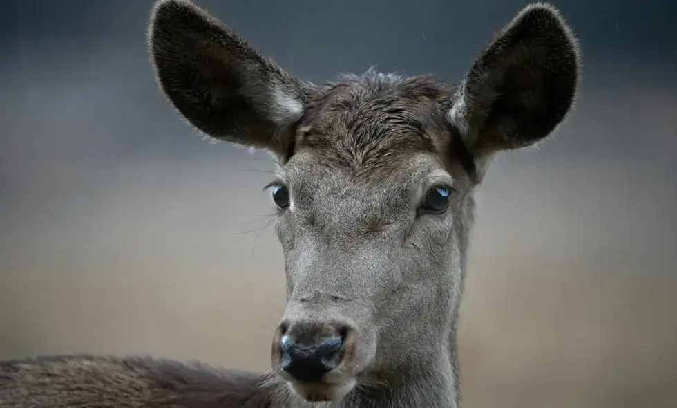 По автомагистралям Румынии: варианты путешествий с виньеткой