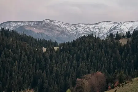 Romanya Vi̇nyet Satın Alma ve Seyahat İpuçları