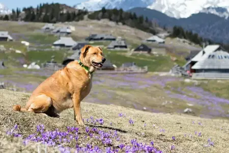 Slovenya'da araba yolculuğu deneyimleri